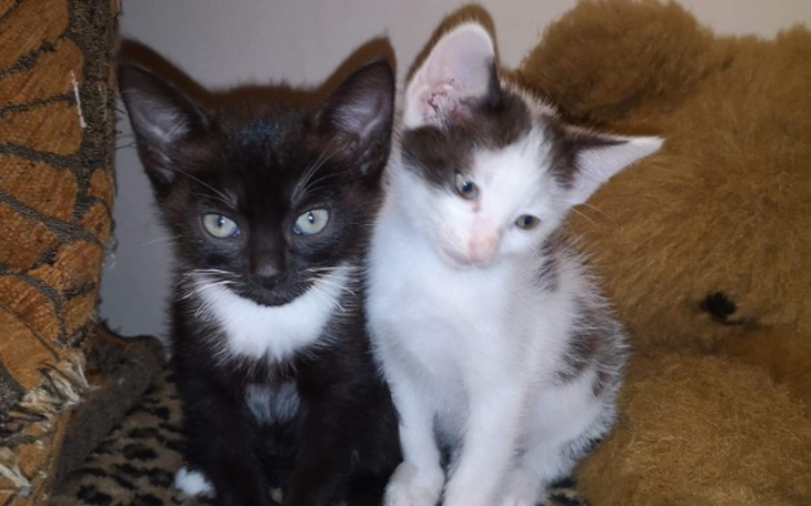 Zbiórka Utrzymanie DT - zdjęcie główne