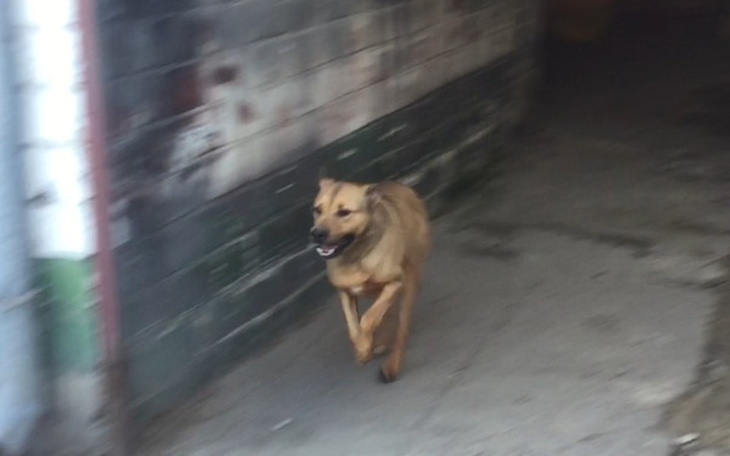 Zbiórka Kojec i buda dla MAX'a - zdjęcie główne