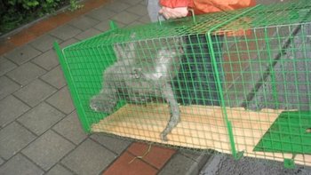 Zbiórka Na szpital dla Iwanka - miniaturka zdjęcia