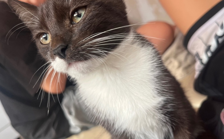 Zbiórka Na małe kotki bez domu - zdjęcie główne