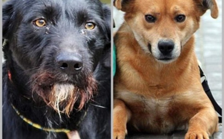 Zbiórka Dinar i Goja chcą opuścić Radysy - zdjęcie główne