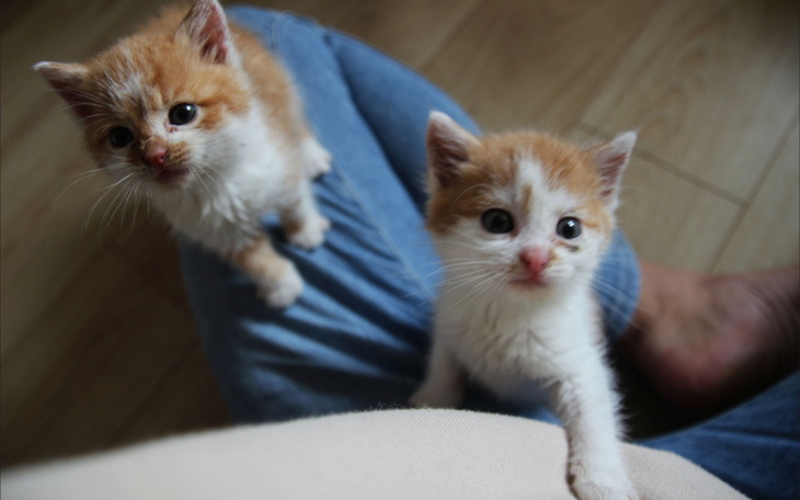 Dwa małe kociaki wspinające się na kolana.