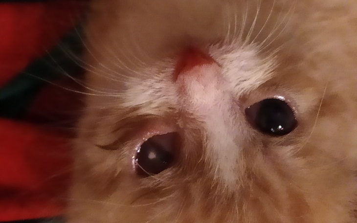 Zbiórka Puszki dla kotów - zdjęcie główne