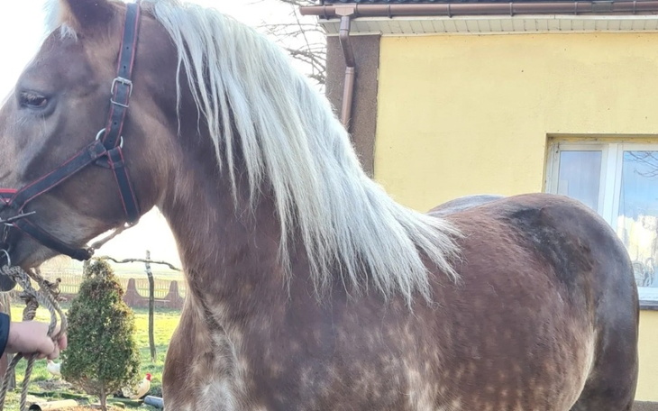 Zbiórka Marzenie tatusia - zdjęcie główne