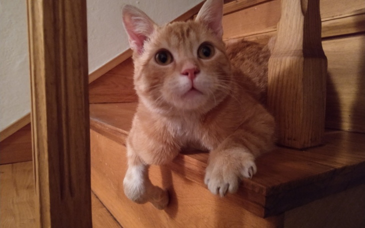 Rudy kot leżący na schodach, z ciekawym wyrazem twarzy.