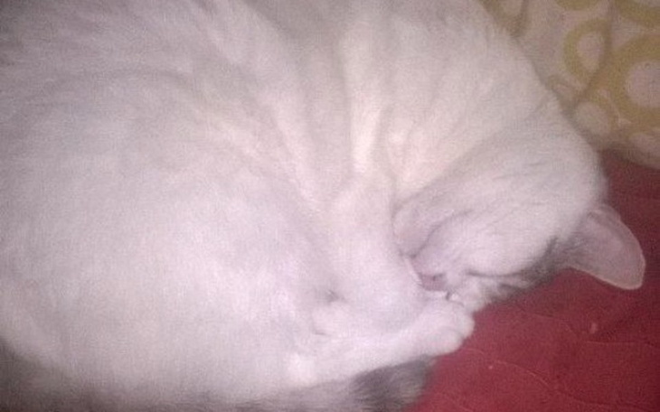 Zbiórka Jedzenie dla kotka - zdjęcie główne