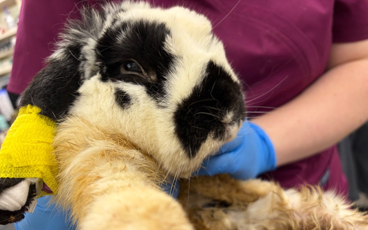 Weterynarz trzyma królika z bandażem, dbając o jego zdrowie.