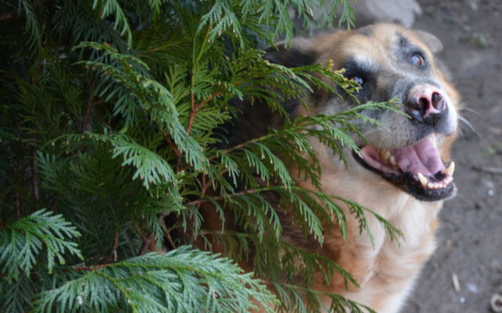 Pies z uśmiechem, schowany za gałęziami.