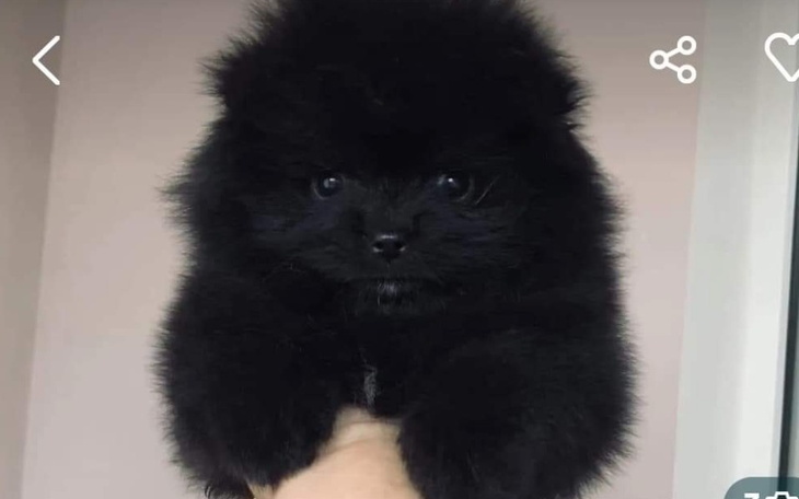 Zbiórka Zbieram na Szpica minaturowego - zdjęcie główne