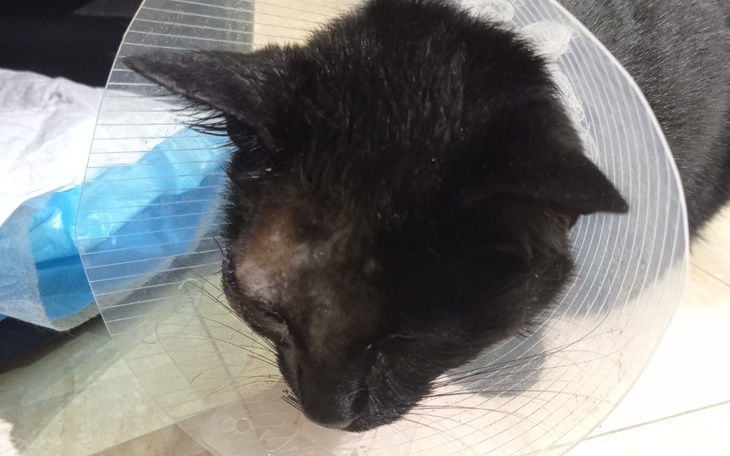 Zbiórka Na leki dla potrąconego kota - zdjęcie główne