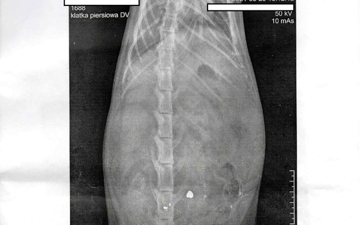 Zbiórka Rehabilitacja Postrzelonego kota - zdjęcie główne