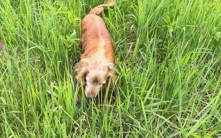 Pies w wysokiej trawie, eksplorujący otoczenie.