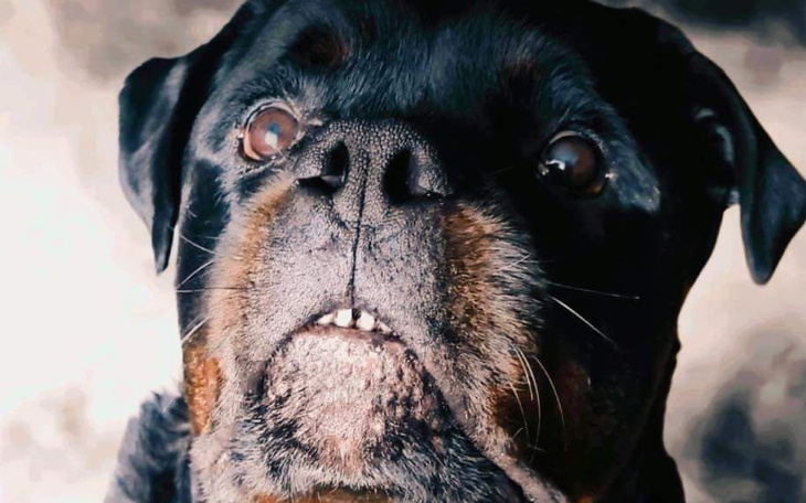 Portret psa rasy rottweiler z wyrazem twarzy.