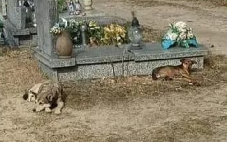 Zbiórka Psy znalezione na cmentarzu... - zdjęcie główne