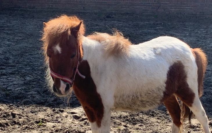 Zbiórka Na kowala dla ocalonych koni - zdjęcie główne