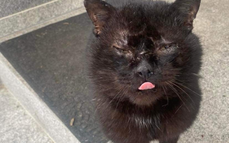 Czarny kot z wyrazem twarzy, jakby był zaskoczony lub zdezorientowany.