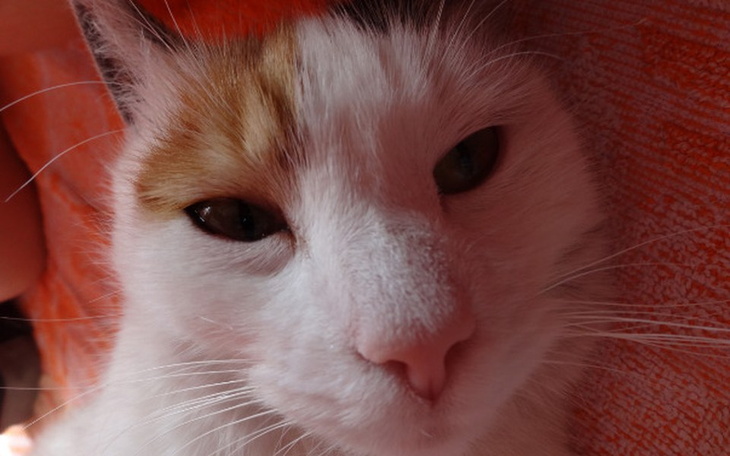 Zbiórka Pomoc dla Plamki - zdjęcie główne