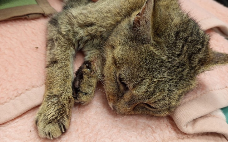 Kot śpiący na kocu, z zamkniętymi oczami.