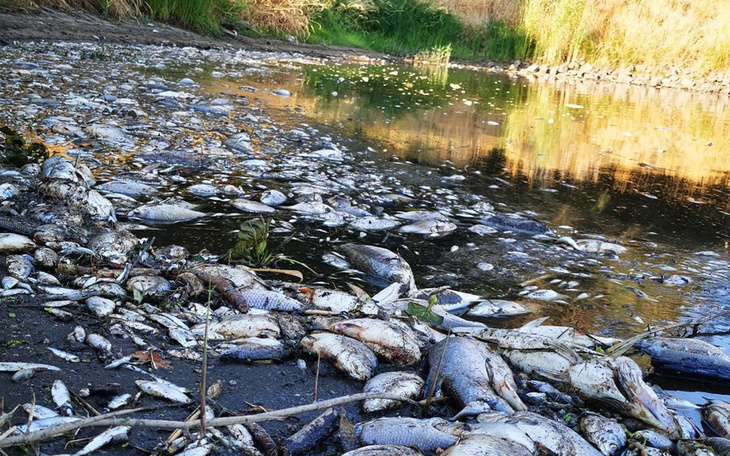 Zbiórka Na ratunek odry - zdjęcie główne