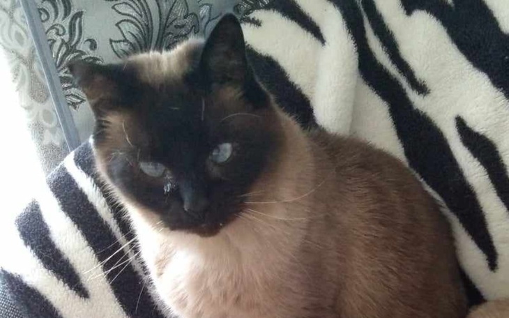 Siamese kot siedzi na kanapie, patrząc w obiektyw.