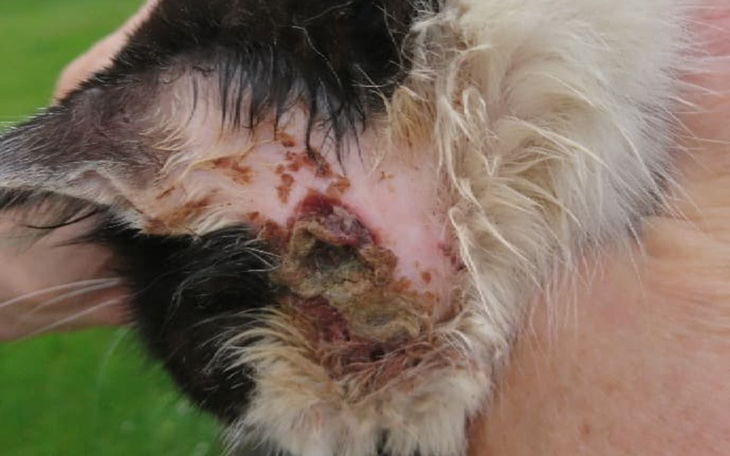 Zbiórka Pogryziony kot szuka pomocy - zdjęcie główne