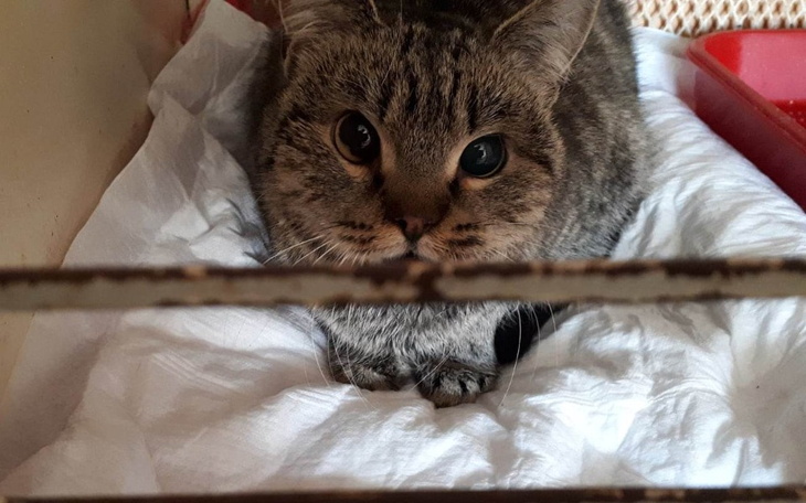 Zbiórka Ratunek kotów z Ukrainy - zdjęcie główne