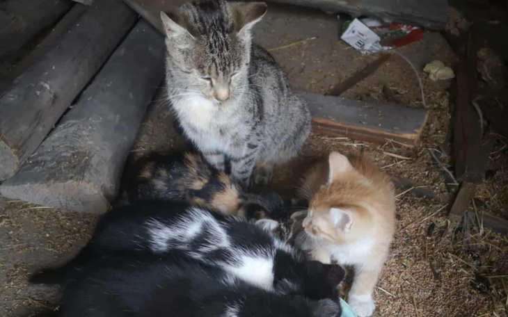 Cztery kocięta bawiące się w starym budynku.