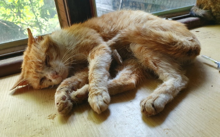 Zbiórka Walka o Abelarda - zdjęcie główne