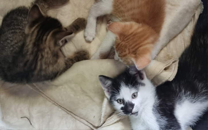 Trzy kocięta bawiące się na miękkim kocu.