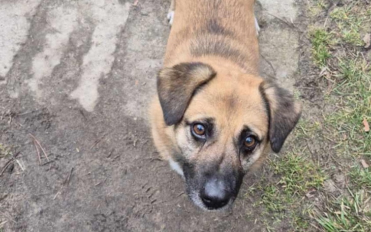 Pies patrzący w obiektyw, z ciekawskim wyrazem twarzy.