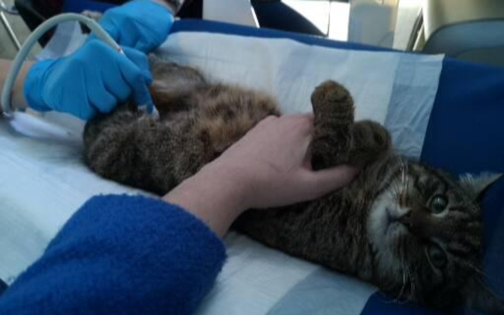 Zbiórka Gniewko sparaliżowany i chory - zdjęcie główne