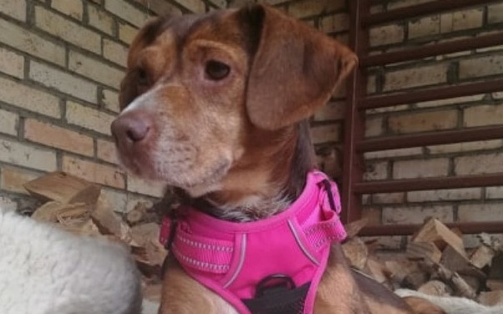 Zbiórka Tinka - urocze maleństwo - zdjęcie główne