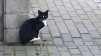 Zbiórka Pomóżmy porzuconej kotce - miniaturka zdjęcia