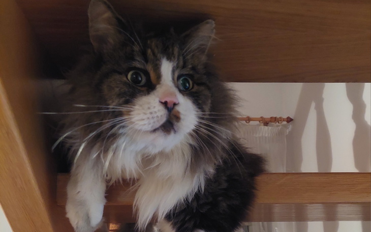 Kot w futrze siedzący na półce, z ciekawym wyrazem twarzy.