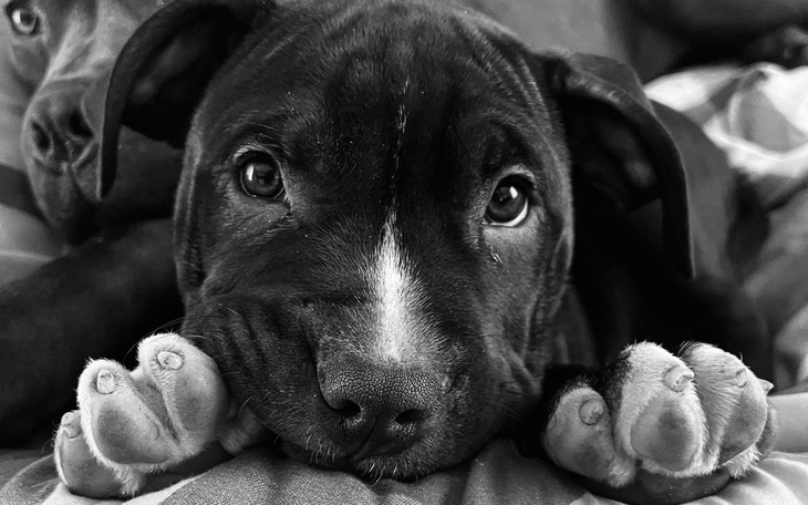 Zbiórka Leczenie i operacja Buena - zdjęcie główne