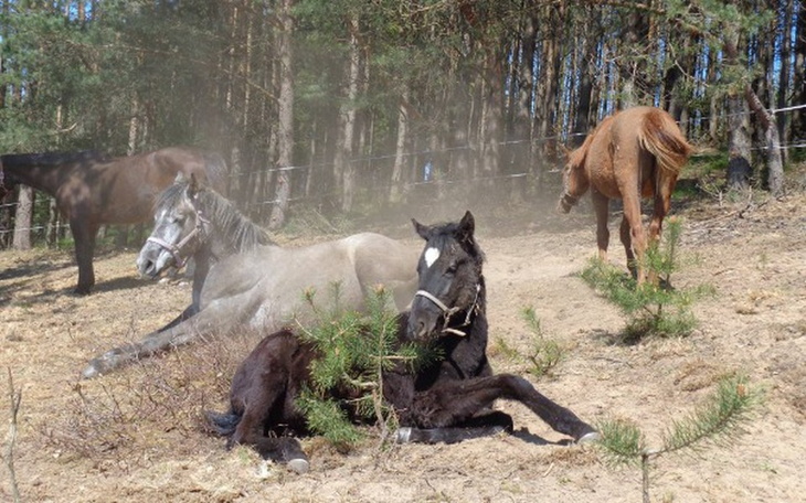 Grupa koni odpoczywających w lesie.