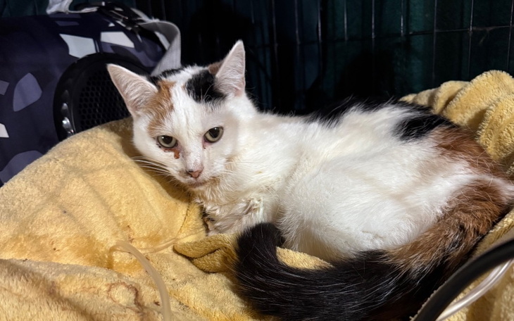 Czarny kot z pięknymi oczami, w objęciach opiekuna.