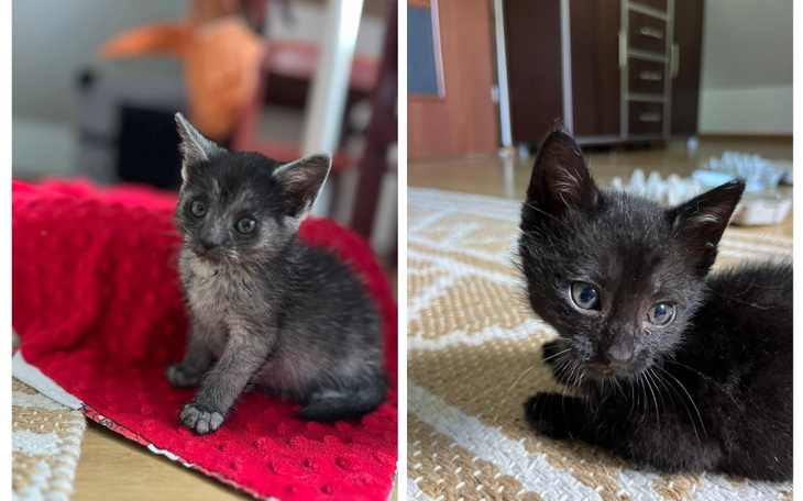 Dwa małe czarne kocięta na czerwonym kocyku.