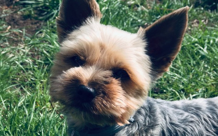 Zbiórka Pomóż zostać Berniemu modelem - zdjęcie główne