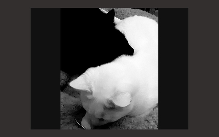 Zbiórka Pomóż uratować Patyka i Kokosa - zdjęcie główne