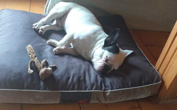 Zbiórka Nowe życie Gucia... - zdjęcie główne