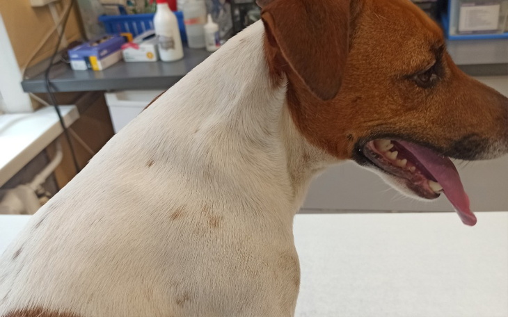 Pies w klinice weterynaryjnej, z widoczną szyją.