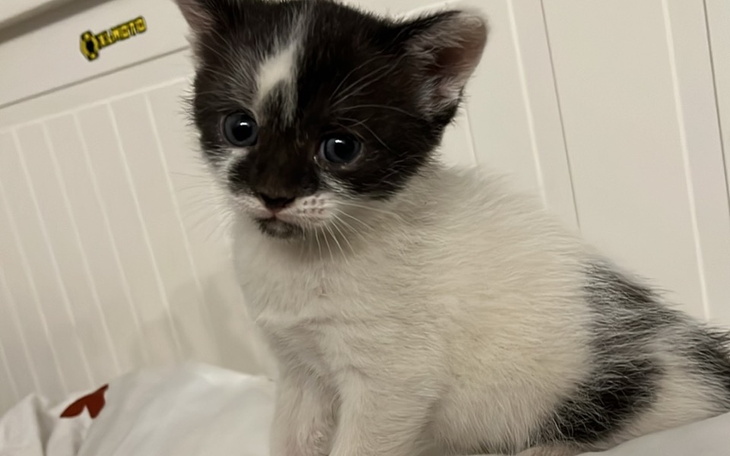 Zbiórka Sterylizacja koteczki - zdjęcie główne