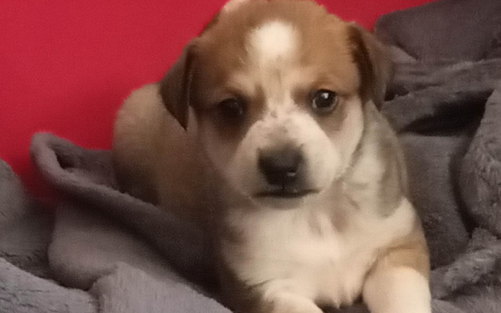 Zbiórka Utrzymanie Sierotkowa maj 2023 - zdjęcie główne