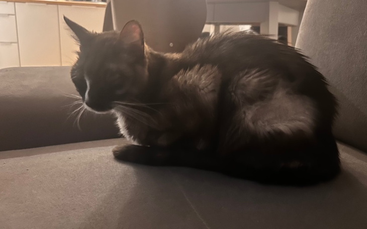 Zbiórka Bazyl walczy ze śmiercią-pomocy - zdjęcie główne