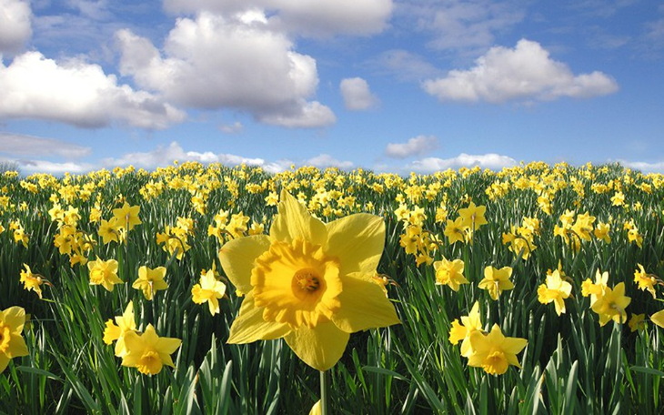 Zbiórka Pola Nadziei 2022 Czas Pomagania - zdjęcie główne