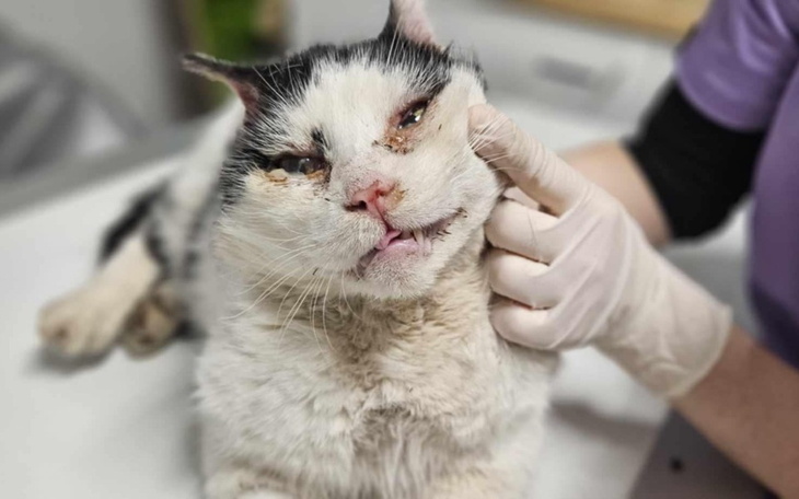 Kot w klinice weterynaryjnej, wygląda na chorego.