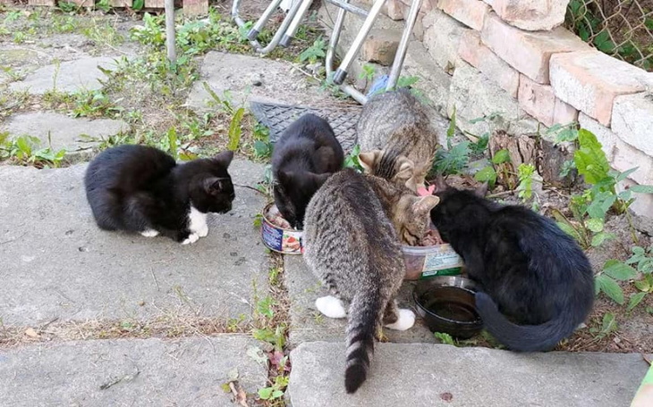 Zbiórka leczenie kociaków spod hotelu - zdjęcie główne