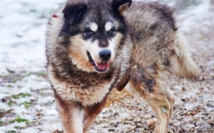 Zbiórka Pomóż Paluchom - zdjęcie główne