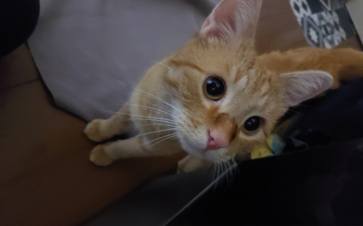 Zbiórka Pilna operacja Cynamona - zdjęcie główne